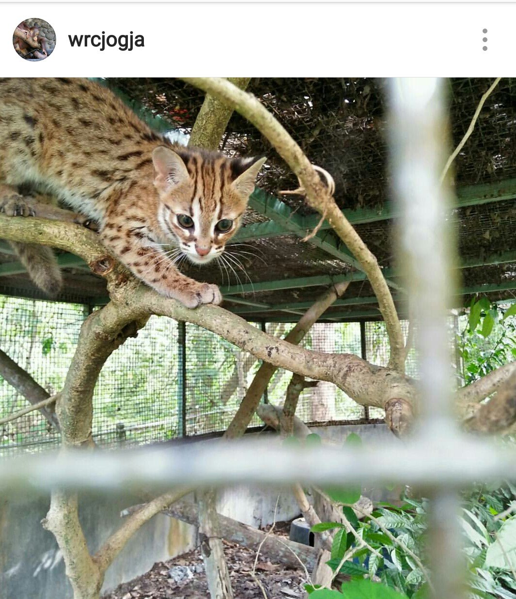 Wildlife Rescue Centre Jogja - Kids Holiday Spots - Liburan Anak